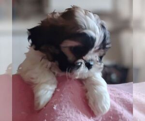 Shih-Poo Puppy for sale in REEDSBURG, WI, USA