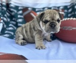 Small #1 English Bulldog