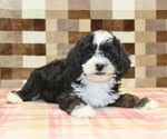 Jacob - Male Bernedoodle (Miniature)-Cavapoo (Miniature) Mix Puppy for Sale - Photo #2