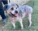 Small Mutt
