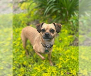 Chihuahua-Unknown Mix Dogs for adoption in Candler, NC, USA
