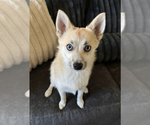 Small #132 Pomsky