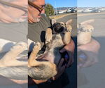 Small #3 German Shepherd Dog Mix