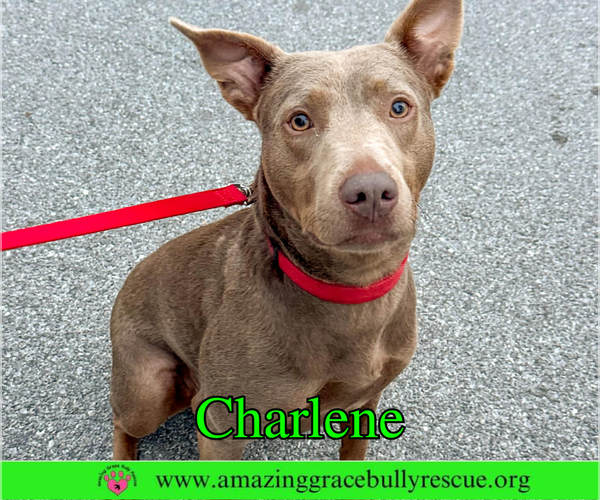 Medium Photo #1 Labrador Retriever-Unknown Mix Puppy For Sale in Milton, FL, USA