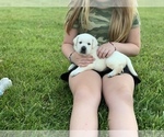 Small Photo #6 Labrador Retriever Puppy For Sale in RANDOLPH, WI, USA
