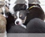 Small Photo #22 Pembroke Welsh Corgi Puppy For Sale in SOULSBYVILLE, CA, USA