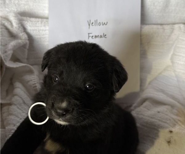 Medium Photo #5 Bernese Mountain Dog-Unknown Mix Puppy For Sale in KIRKSVILLE, MO, USA