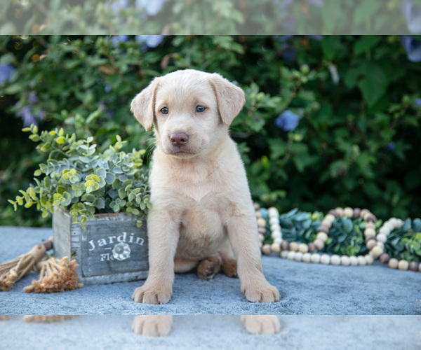 Medium Photo #2 Labrador Retriever Puppy For Sale in BLUFFTON, IN, USA