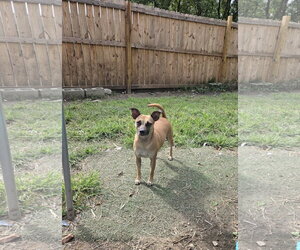 Kookie - Female Miniature Pinscher-Unknown Mix Dog for Adoption - Photo #7