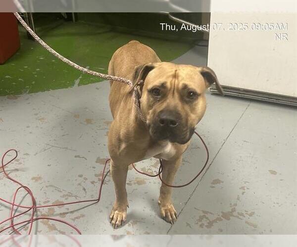 Medium Photo #1 American Pit Bull Terrier Puppy For Sale in Ocala, FL, USA