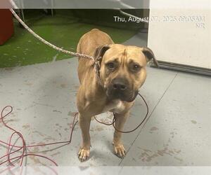 American Pit Bull Terrier Dogs for adoption in Ocala, FL, USA