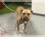 Small American Pit Bull Terrier