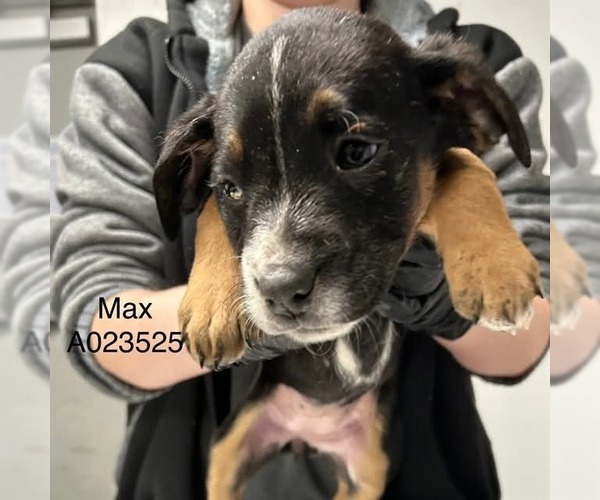 Medium Photo #2 Boxer-Unknown Mix Puppy For Sale in Mooresville, NC, USA