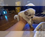 Small #2 Shih Apso