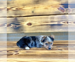 Yorkshire Terrier Puppy for sale in RIPLEY, MS, USA