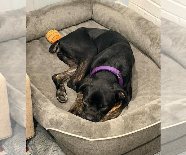 Medium Photo #3 Mutt Puppy For Sale in Rockville, MD, USA