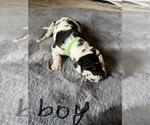 Small Photo #22 Great Dane Puppy For Sale in ZION, IL, USA