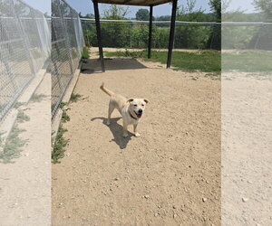 Mutt Dogs for adoption in Maquoketa, IA, USA