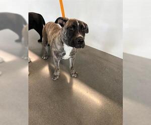 American Pit Bull Terrier Dogs for adoption in San Martin, CA, USA