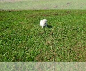 West Highland White Terrier Puppy for sale in MOUNTAINBURG, AR, USA