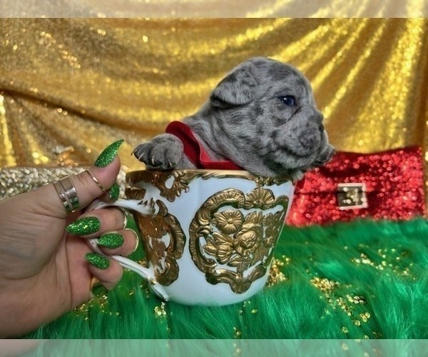 Medium Photo #51 French Bulldog Puppy For Sale in HAYWARD, CA, USA