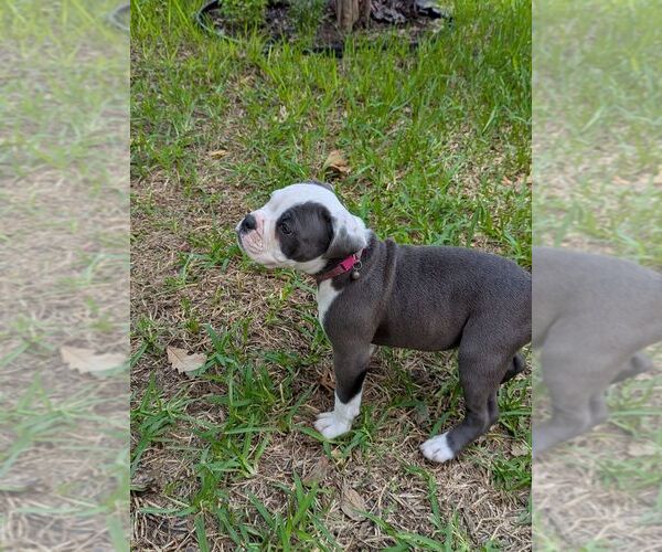 Medium Photo #6 Olde English Bulldogge Puppy For Sale in AUSTIN, TX, USA