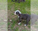 Small #5 Olde English Bulldogge