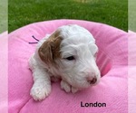 Puppy London Poodle (Miniature)
