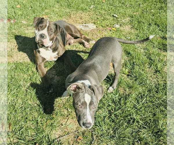 Medium Photo #19 American Bulldog-Staffordshire Bull Terrier Mix Puppy For Sale in Germantown, OH, USA