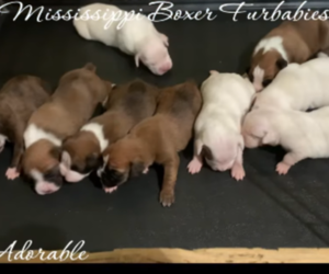 Boxer Puppy for sale in ECRU, MS, USA