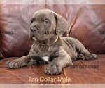 Small #1 Cane Corso