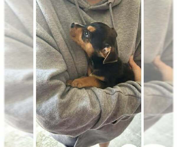 Medium Photo #1 Miniature Pinscher-Unknown Mix Puppy For Sale in Aurora, IN, USA