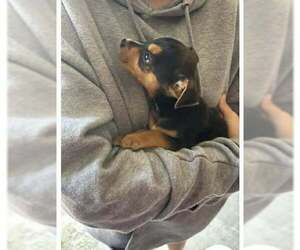 Miniature Pinscher-Unknown Mix Dogs for adoption in Aurora, IN, USA