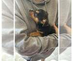 Small Miniature Pinscher Mix