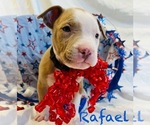 Puppy Rafael American Pit Bull Terrier
