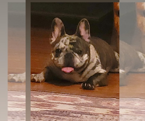 Medium Photo #7 French Bulldog Puppy For Sale in BEREA, KY, USA