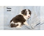 Puppy Tater Aussiedoodle Miniature 