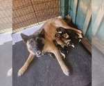 Small #9 Akita