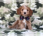 Small Photo #20 Cocker Spaniel-Poodle (Miniature) Mix Puppy For Sale in LAKELAND, FL, USA