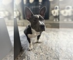 Small #1 American Bully
