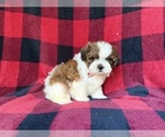 Small #6 Shih-Poo