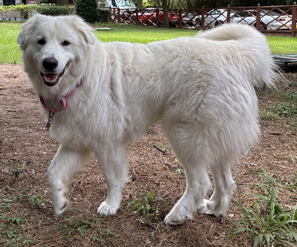 Medium Photo #4 Great Pyrenees-Unknown Mix Puppy For Sale in Houston, TX, USA