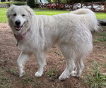 Small #3 Great Pyrenees Mix