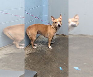 Mutt Dogs for adoption in Evansville, IN, USA