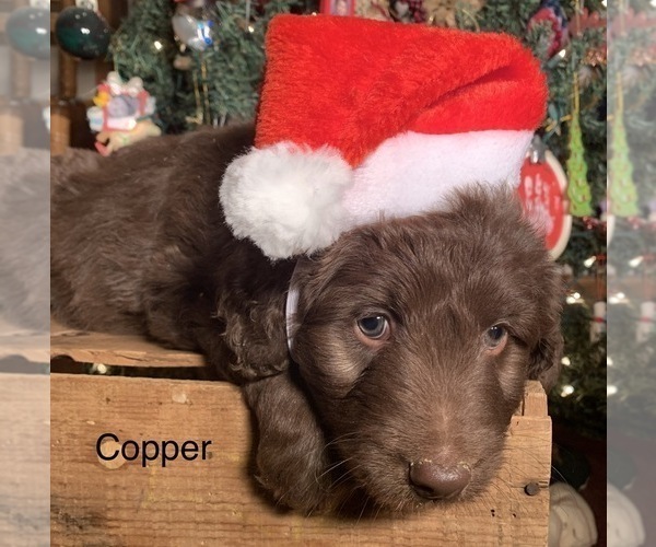 Medium Photo #11 F2 Aussiedoodle Puppy For Sale in ARBA, IN, USA
