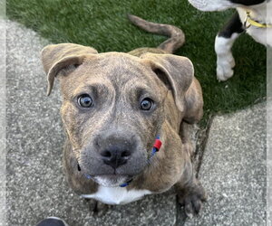 American Pit Bull Terrier Dogs for adoption in Berkeley, CA, USA