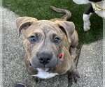 Small American Pit Bull Terrier