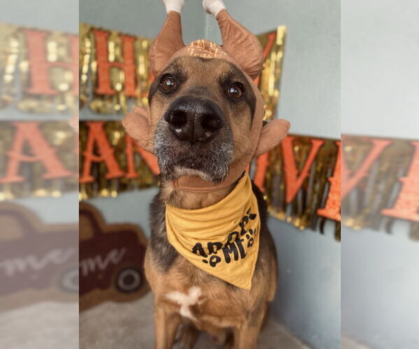 Medium Photo #3 Mutt Puppy For Sale in W Hollywood, CA, USA