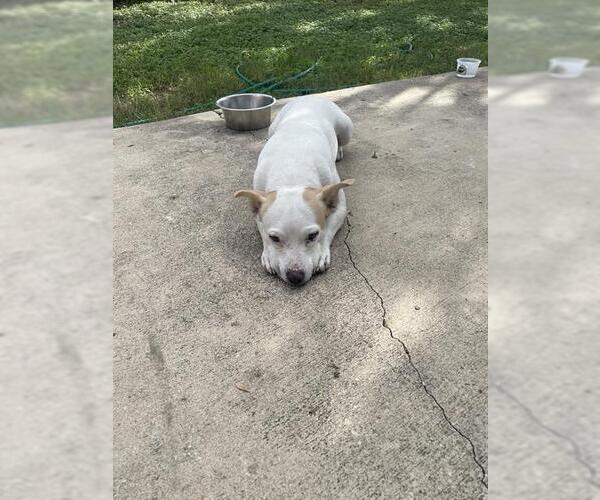 Medium Photo #1 Mutt Puppy For Sale in San Antonio, TX, USA