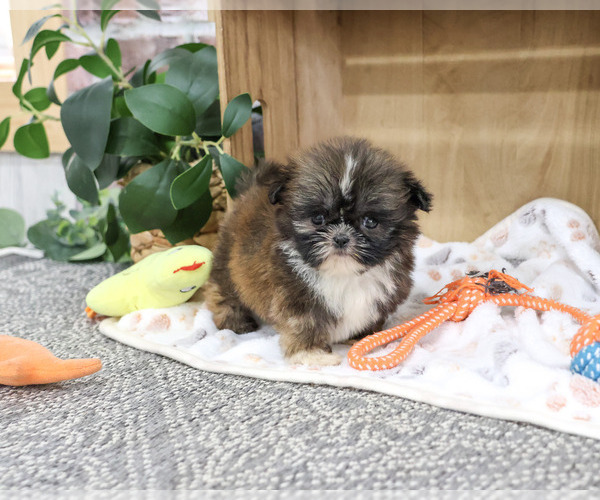 Medium Photo #3 Shih Tzu Puppy For Sale in SYRACUSE, IN, USA
